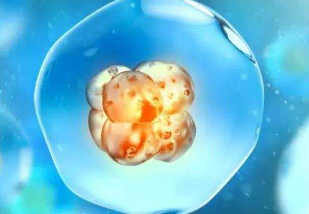 试管单绒双羊龙凤胎概率_试管供卵与母亲有血缘关系吗_49t73_移植冻胚后第二天